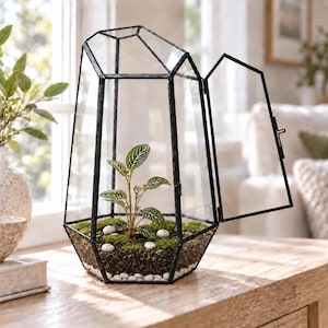 Puede incluir: Un terrario de cristal geom&eacute;trico con marco de metal negro y una puerta abatible abierta. En su interior, una peque&ntilde;a planta verde con hojas veteadas crece sobre tierra cubierta de musgo y piedras blancas.