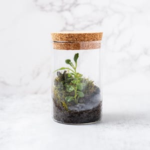 Pu&ograve; includere: Un barattolo di vetro trasparente con un tappo di sughero che contiene una piccola pianta verde e muschio. Il barattolo &egrave; pieno di terra e un piccolo sasso.