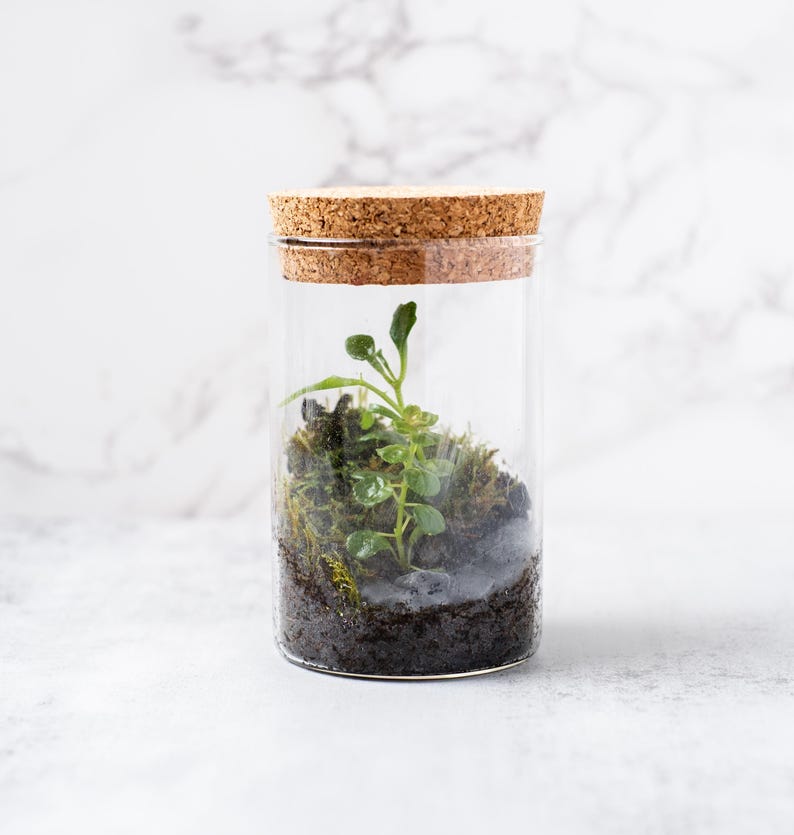 Pu&ograve; includere: Un barattolo di vetro trasparente con un tappo di sughero che contiene una piccola pianta verde e muschio. Il barattolo &egrave; pieno di terra e un piccolo sasso.