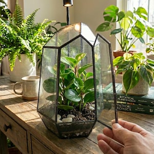 Grand kit de terrarium à monter soi-même / mousse vivante / plante tropicale, terrarium bioactif, vacances, cadeau d'anniversaire, cadeau de Noël fantastique, kit de tiges pour enfants