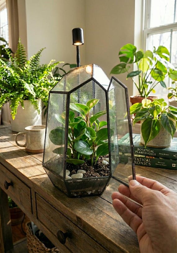 Large Terrarium Kit DIY / Live Moss / Tropical Plant, Bioactive Terrarium,  Holiday, Birthday Gift, Fantastic Christmas Gift, Stem Kit Kids - Etsy