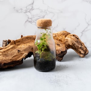 Pu&ograve; includere: Una bottiglia di vetro trasparente con un tappo di sughero, che contiene una piccola pianta verde e terra nera. La bottiglia &egrave; appoggiata su un pezzo di legno di deriva.