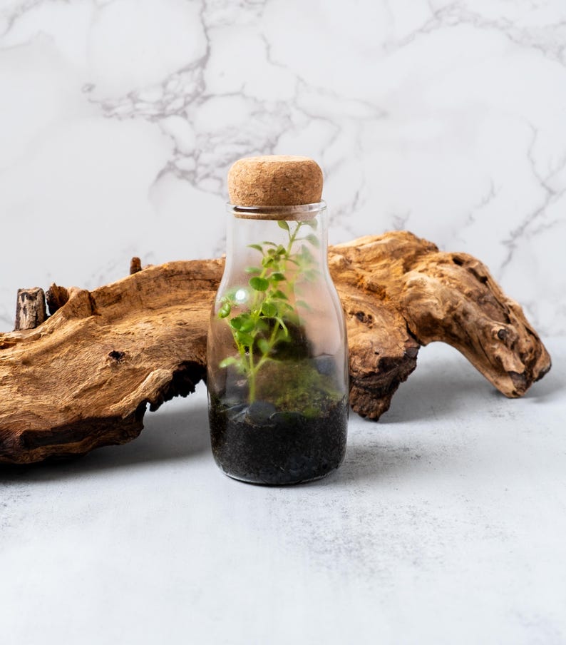 Pu&ograve; includere: Una bottiglia di vetro trasparente con un tappo di sughero, che contiene una piccola pianta verde e terra nera. La bottiglia &egrave; appoggiata su un pezzo di legno di deriva.