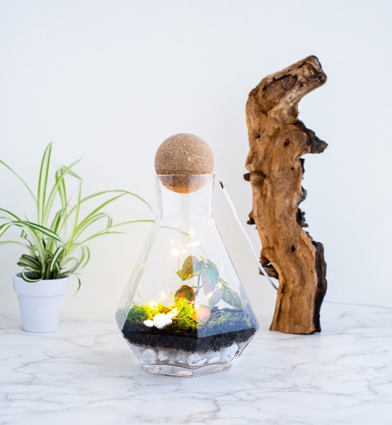 geometric terrarium kit, closed terrarium kit, tropical terrarium, sustainable ecosystem kit, diy terrarium