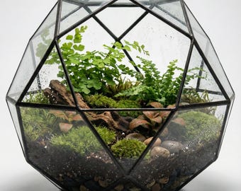 Geometric Terrarium Kit with Live Plants & Moss | 10" Wardian Case Closed Terrarium DIY Kit, Bioactive Science Kit, Gift for Plant Lovers