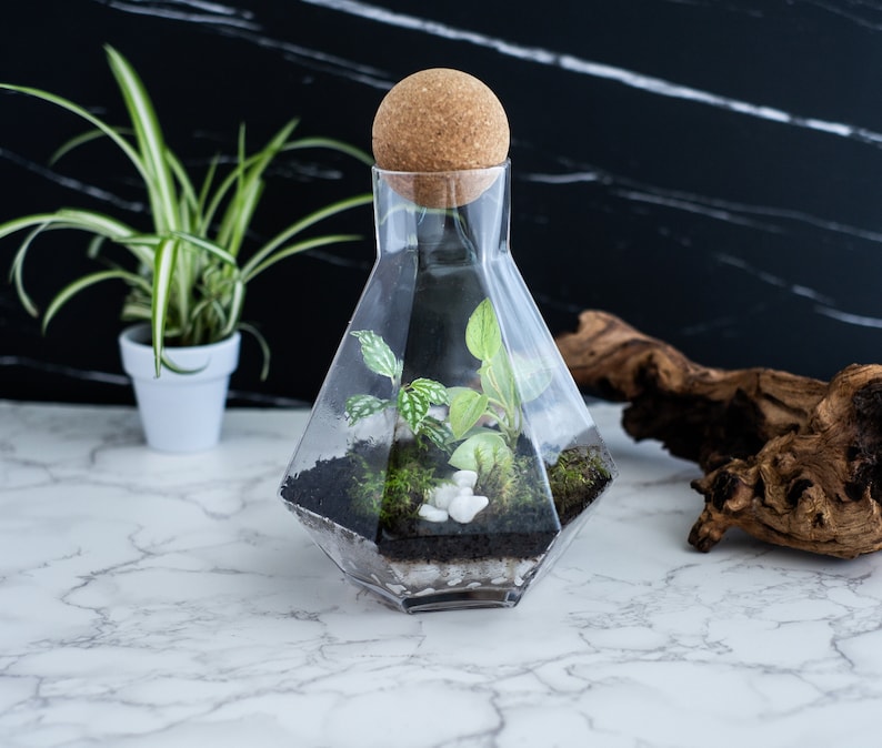 geometric terrarium kit, closed terrarium kit, tropical terrarium, sustainable ecosystem kit, diy terrarium