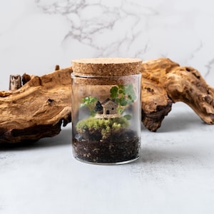 Pu&ograve; includere: Un terrario di vetro con una casa in miniatura, muschio verde e piccole piante all'interno. Il barattolo ha un tappo di sughero e si trova su una superficie di legno marrone chiaro.