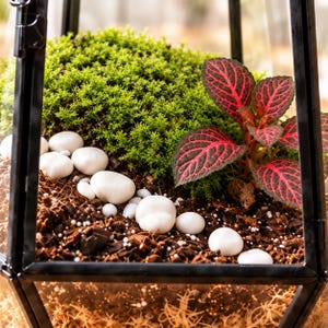 Puede incluir: Un terrario de cristal con marco de metal negro que contiene un denso mont&iacute;culo de musgo verde brillante, una planta de hojas verde oscuro con venas rojas prominentes y guijarros blancos lisos sobre tierra marr&oacute;n oscura.