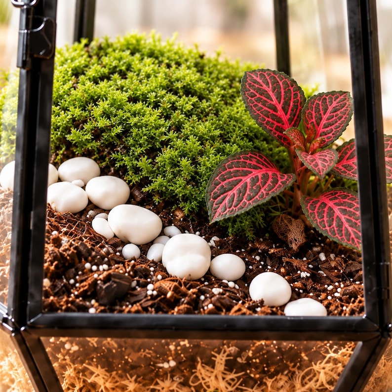Puede incluir: Un terrario de cristal con marco de metal negro que contiene un denso mont&iacute;culo de musgo verde brillante, una planta de hojas verde oscuro con venas rojas prominentes y guijarros blancos lisos sobre tierra marr&oacute;n oscura.