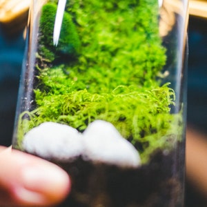 生きた苔テラリウムキット、DIY密閉式テラリウム＆ミニ温室、ガラス瓶ガーデン、バイオアクティブ植物キット、大人と子供へのクラフトギフト 画像 5