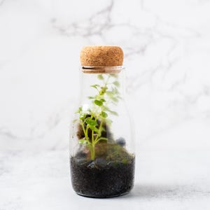 mini terrarium kit in a closed narrow neck glass container
