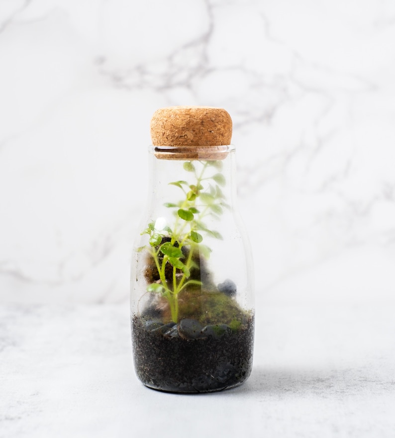 mini terrarium kit in a closed narrow neck glass container