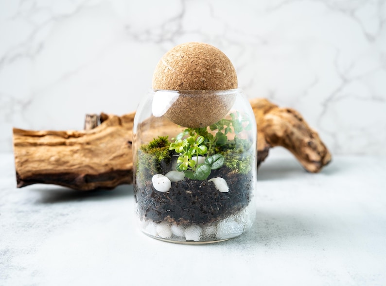 mini terrarium with wood behind