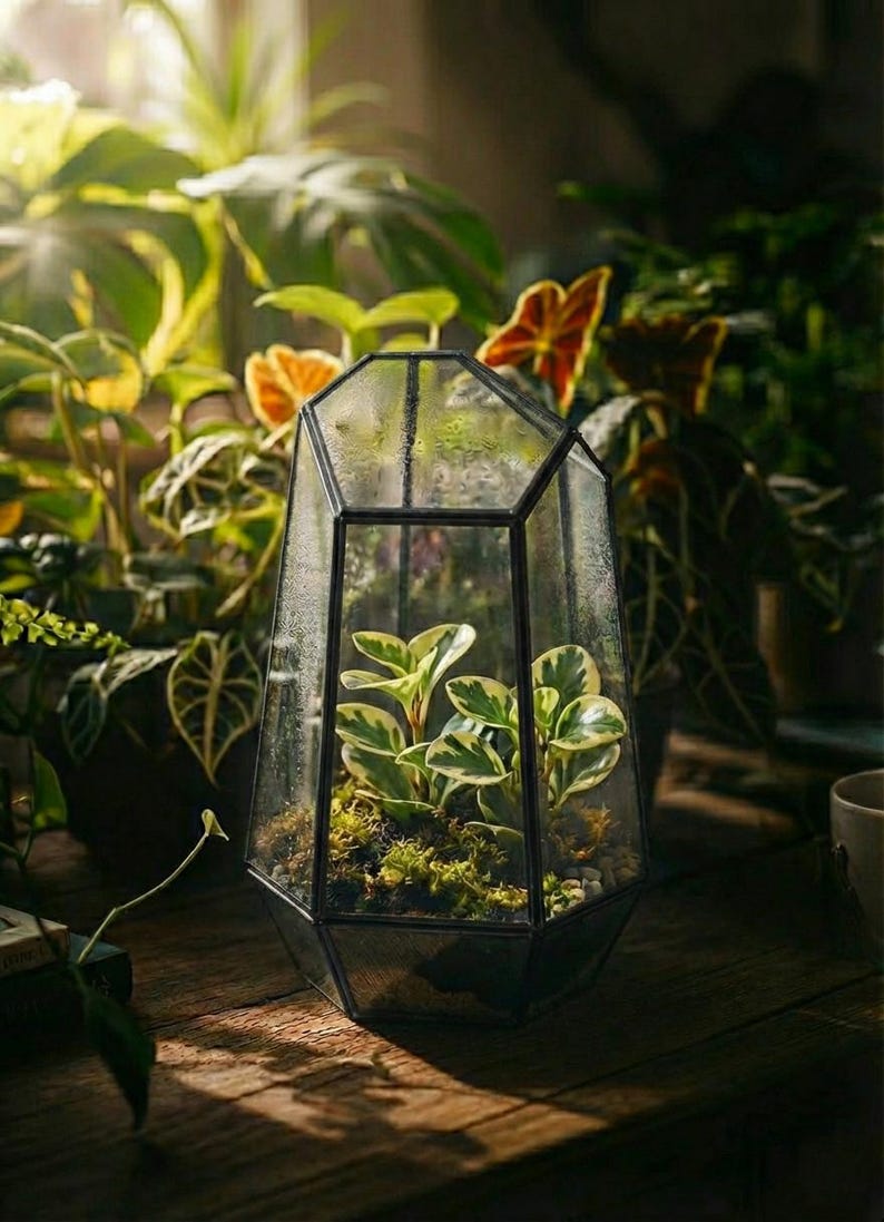 Bioactive Terrarium Kit with live Moss with terrarium container, birthday gift for her, gift for him, housewarming w/ VIDEO INSTRUCTIONS Black - Airtight