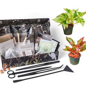 Advanced DIY terrarium kit, All you need is the Container | Bioactive terrarium kit, Terrarium Starter Kit with Instructions, Teacher gift