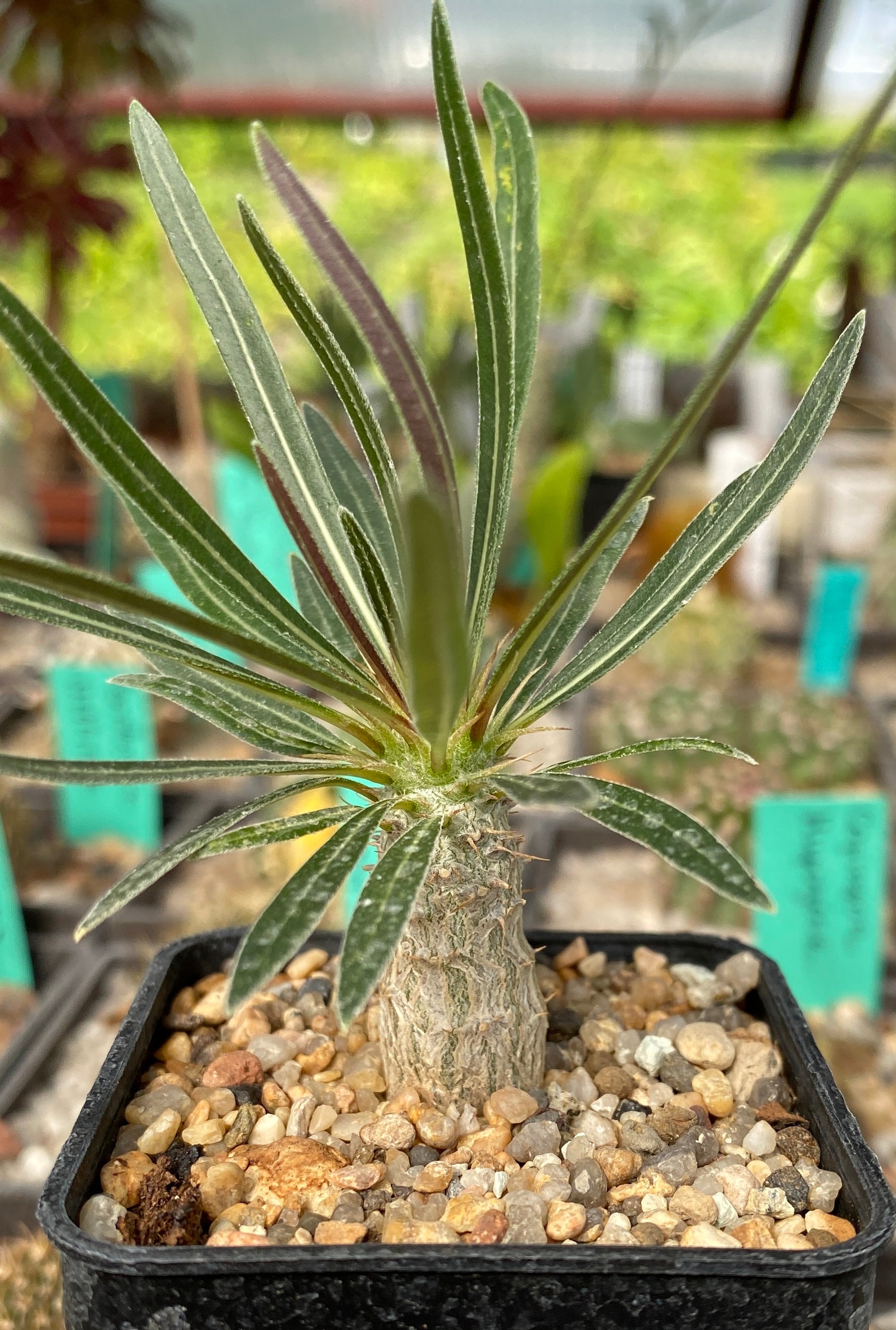 Pachypodium Gracilius - Etsy Canada Pachypodium Gracilius - Etsy Canada