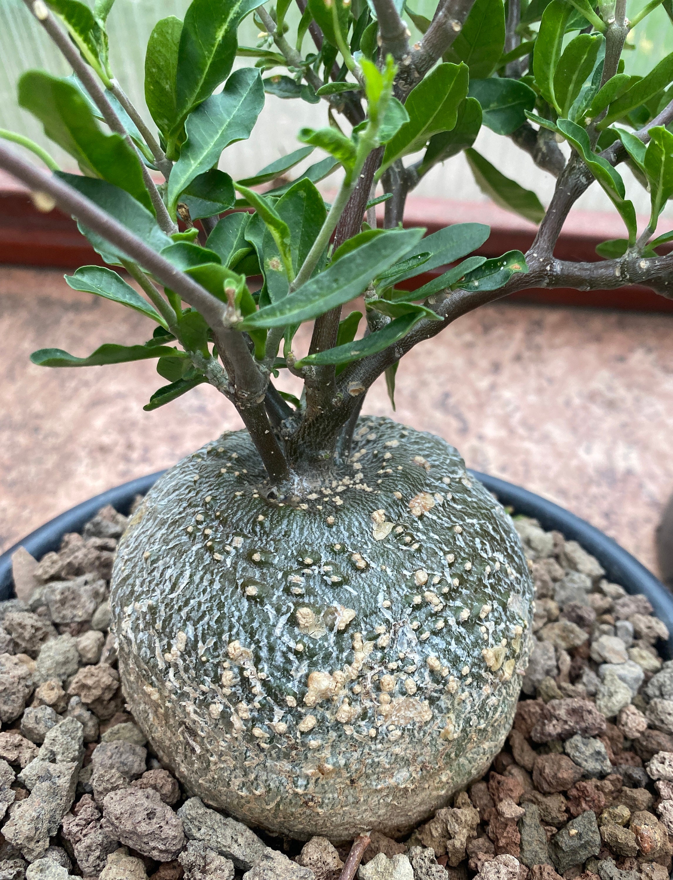 10 Samen Caudexpflanze Trichodiadema densum Bonsai 