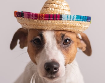 Tiny Dog Sombrero Hat Free Shipping