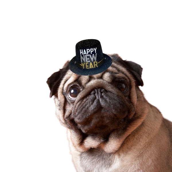 Mini New Years Hat for Dog FREE SHIPPING