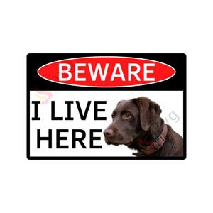 May include: Black and white sign with red text that reads "BEWARE". Below the sign is the text "I LIVE HERE" and a brown Labrador Retriever dog.