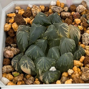 Live Succulents -Rare Succulents - Haworthia Cooperi Tsubaki Variegated