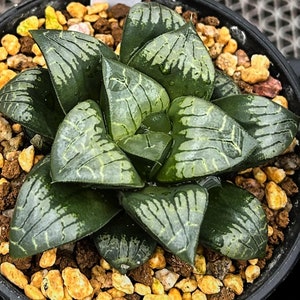 Live Succulents -Rare Succulents - Haworthia Comptoniana Painted Skin