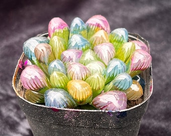 Live Succulents -Rare Succulents -Haworthia Cooperi Rainbow