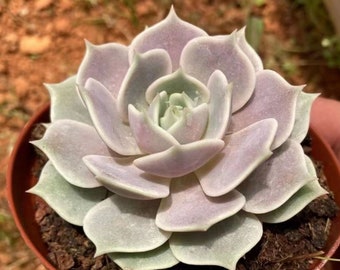 Live Succulents -Rare Succulents -Echeveria 'Lola'