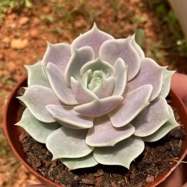 Live Succulents -Rare Succulents -Echeveria 'Lola'