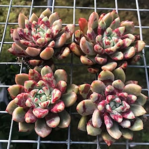 Live Succulents -Rare Succulents -Multihead Succulents -Echeveria 'Blood Swallow'