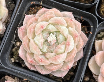 Lebende Sukkulenten -Seltene Sukkulenten - Echeveria 'Queen Rose'