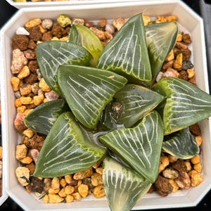 Live Succulents -Rare Succulents -Haworthia emelyae lens variegated