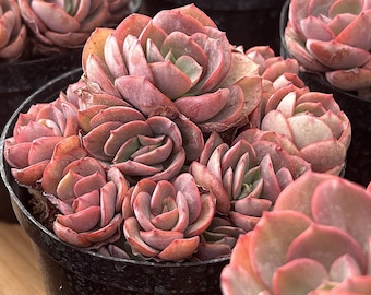 エケベリア「スヨン」、希少な生きた多肉植物 - Etsy 日本