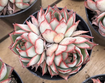 Live Succulents -Rare Succulents - Echeveria 'Yeon-Deung'