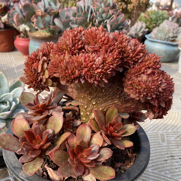 Live Succulents -Rare Succulents -Echeveria 'Candy' Crested