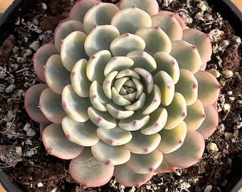 Lebende Sukkulenten -Seltene Sukkulenten -Echeveria Minima Variegated