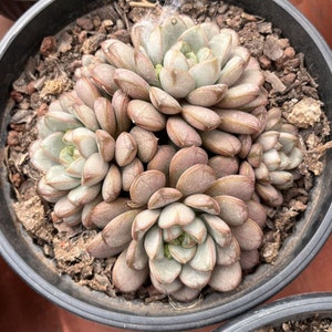 Live Succulents -Rare Succulents - Graptoveria &#39;Amethorum&#39;
