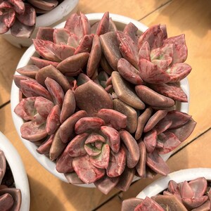 Live Succulents -Rare Succulents - Echeveria Colored Glaze Cup