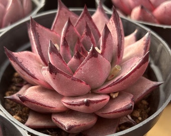 Żywe sukulenty -Rzadkie sukulenty -Echeveria agavoides 'Romeo'
