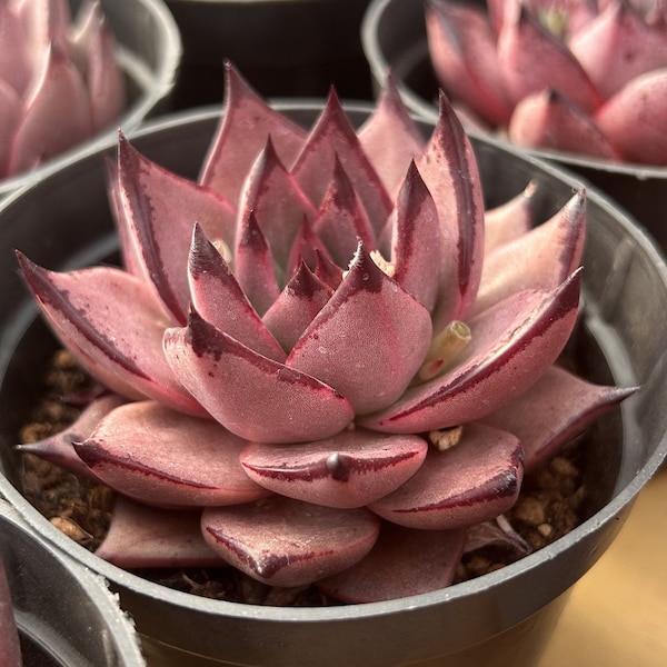 Lebende Sukkulenten -Seltene Sukkulenten -Echeveria agavoides 'Romeo'