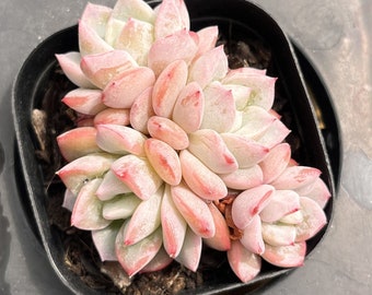 Live Succulents -Rare Succulents -Echeveria 'Werther'