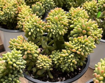 Live Succulents -Rare Succulents - Sedum 'Alice Evans'