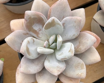 メーカー直売所 Live Succulents Etsy - Bunny' 'pink Echeveria - Succulents -rare Music