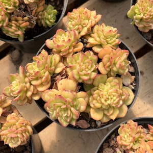 May include: A close-up of a succulent plant with green and red leaves. The plant is in a black pot and is surrounded by other succulents.