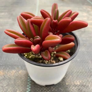 May include: A small potted succulent plant with red and green leaves. The plant is in a white pot with a black rim.