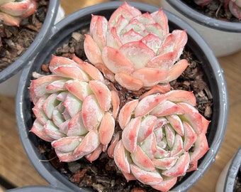 Echeveria Desert Rose,succulent Plant,succulent Gifts - Etsy