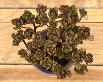生きた多肉植物 - 珍しい多肉植物 - カランコエ ファイアフォックス