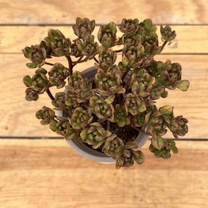 May include: A close-up of a succulent plant with green and red leaves. The plant is in a brown pot and is sitting on a wooden surface.