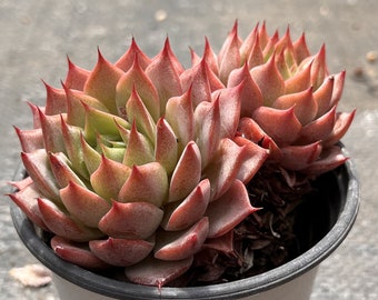 Live Succulents -Rare Succulents -Echeveria Lindsayana