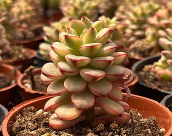 Live Succulents -Rare Succulents -Echeveria Tango Silk Variegated